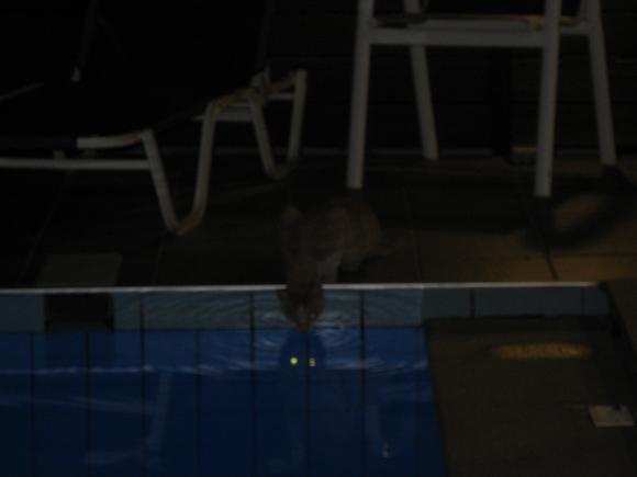 Notice the reflection of the cat's eyes on the water! :)