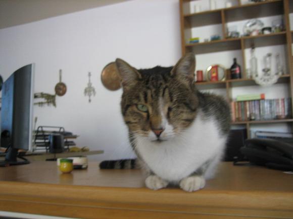 Hotel Evropi's owner.