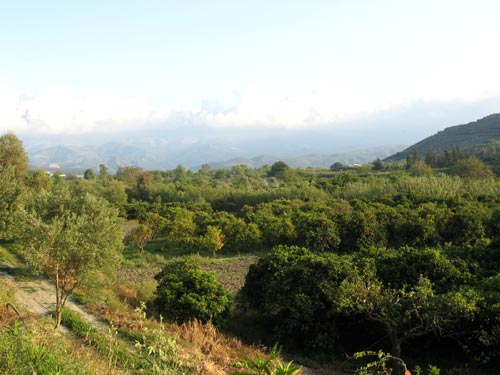 Platanias' fields by the river   