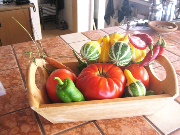 Platanias breed tomato is huge and sweet.Look at the zuchinis,  they look like fake! (they are real)...